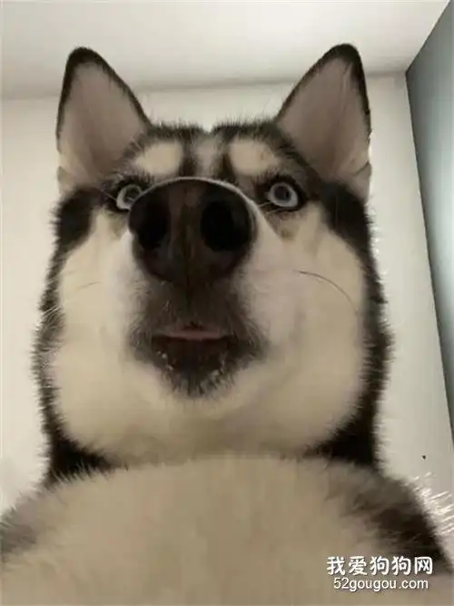 出门忘记带手机网友回家打开一看竟多出20几张二哈自拍照