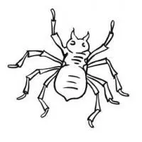 红蜘蛛最简单的简笔画