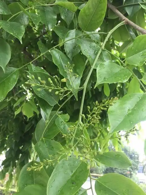 这是小叶紫檀树叶吗?_百度知道