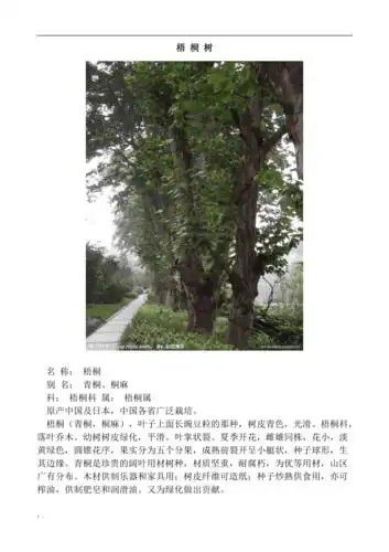 常见树木图片及简介