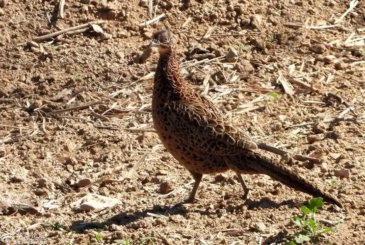 在湿地抓拍到雌性野山鸡