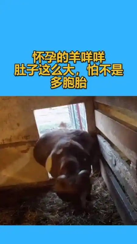 我要上热门#怀孕的羊咩咩,肚子这么大,怕不是多胞胎