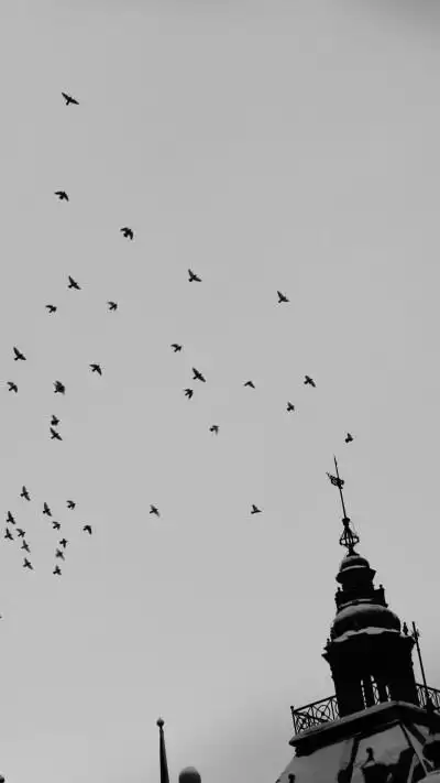 黑白简约插画壁纸