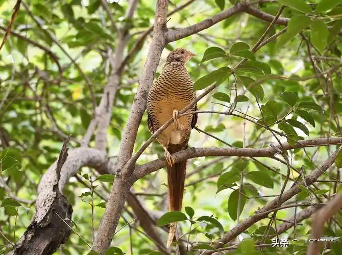 树上的白腹锦鸡