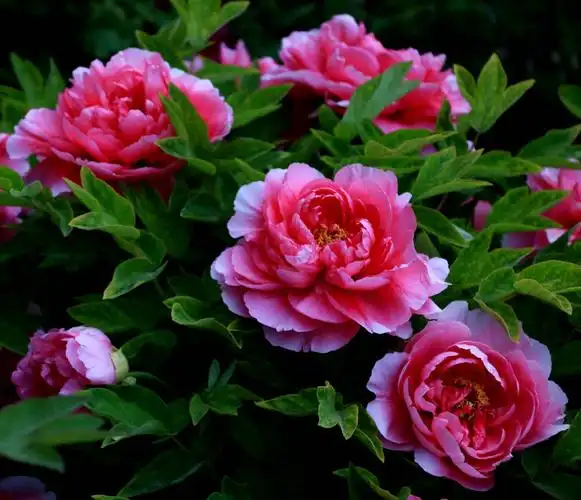 花中之王一一牡丹