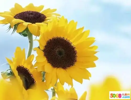 专题心情好的句子说说心情