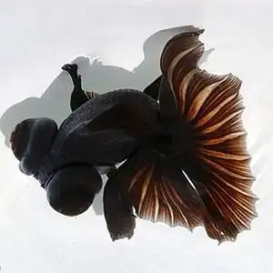 金鱼活体精品图片