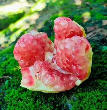 云南蒙自绿籽薄皮石榴带箱10斤批发一件发