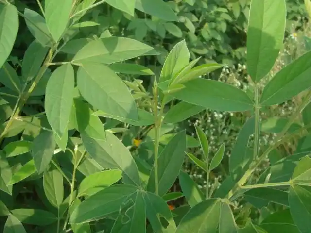 请问这种大片丛生的南方三出复叶植物叫啥