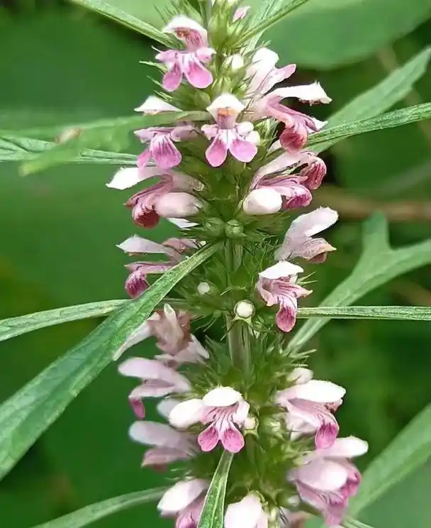 益母草(组诗三首)