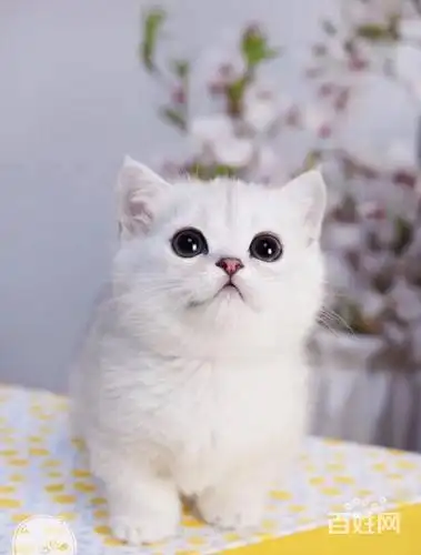 肇庆银渐层多少钱一只 纯种渐层猫 英短银渐层