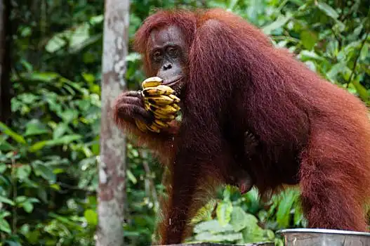 猩猩,吃,香蕉,婆罗洲,印度尼西亚,国家公园,加里曼丹