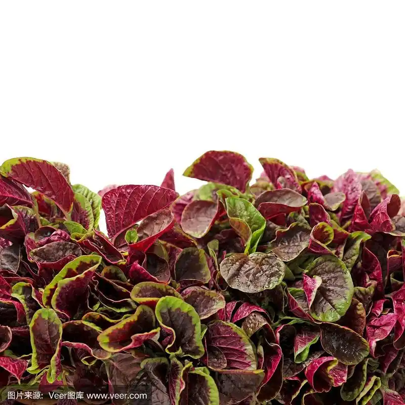 白色背景上的红叶蔬菜苋菜