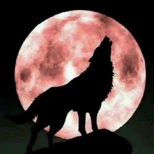 为什么会有天狼啸月月圆之夜真的会兽性大发吗