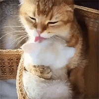 200_200gif 动态图 动图