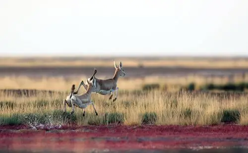 青海海西茫崖  拍摄时间: 2018-09-02  作品       青藏自由飞翔