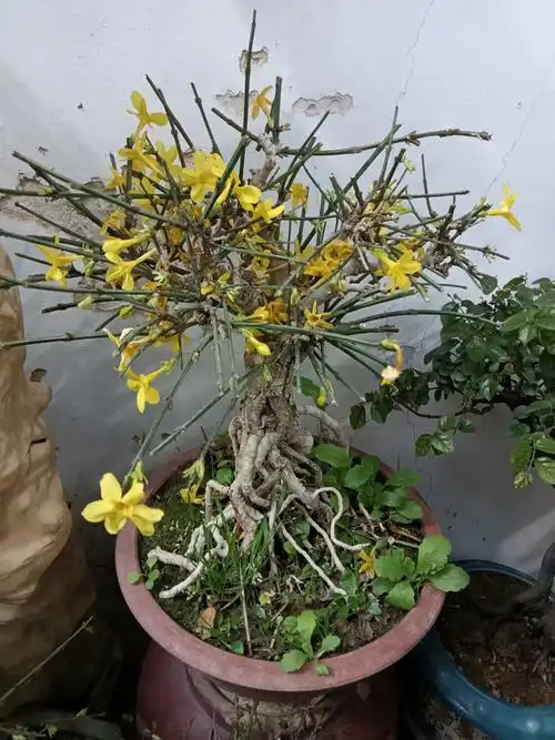 万紫千红总是春的先行者迎春花盆景