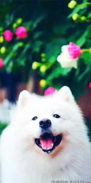 可爱萌宠萨摩耶手机壁纸_会卖萌的汪星人