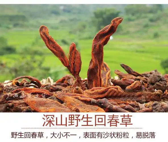 【官方旗舰】纯回春草 不老草泡酒料起阳草50克多规格可选 回春草250