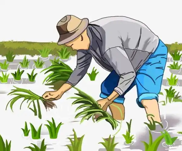 手绘小满节气种植水稻的农民插画png素材透明免抠图片-节日元素