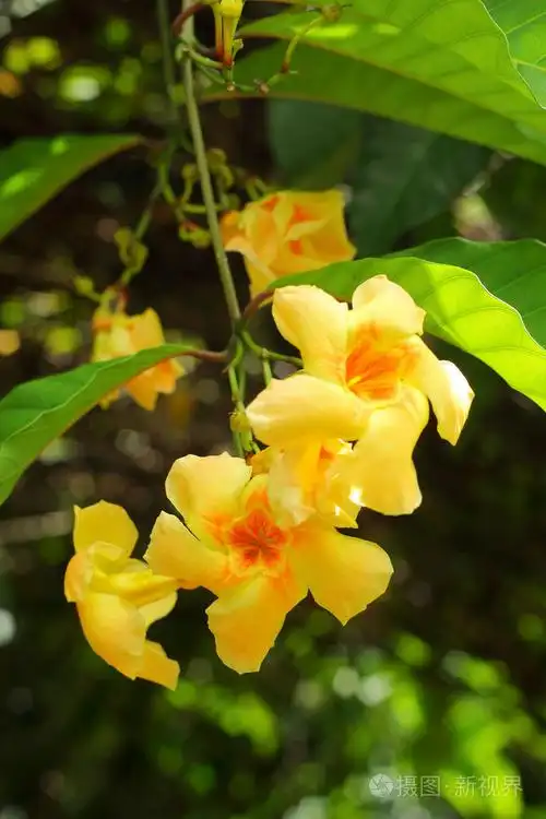 大自然中的黄色花朵