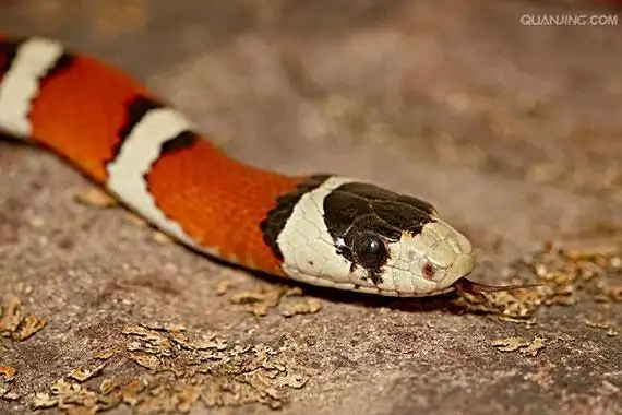 p>王蛇(kingsnake),又名皇帝蛇.
