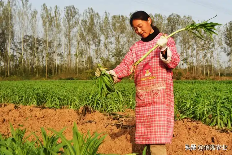 农村中年妇女正处于家庭事业的"尴尬"期,这个年龄段正处于上有老下有
