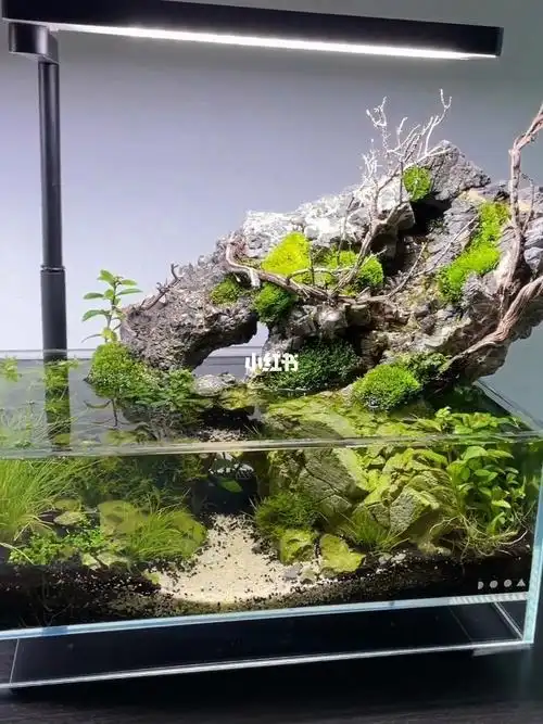 小型水陆缸造景