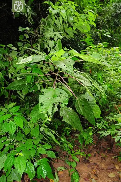 图片信息-kingdonia-植物云数据