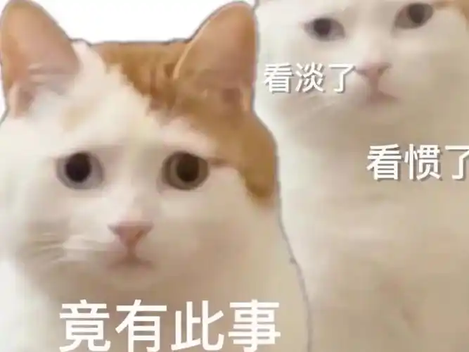 猫猫表情包