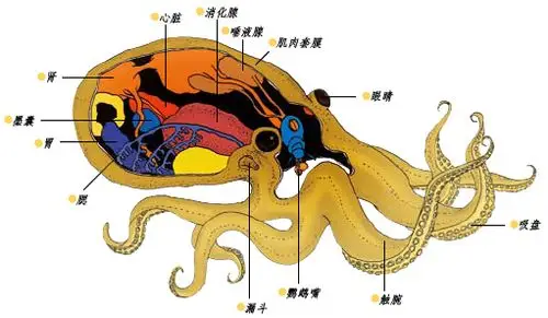 喷墨汁的章鱼和乌贼