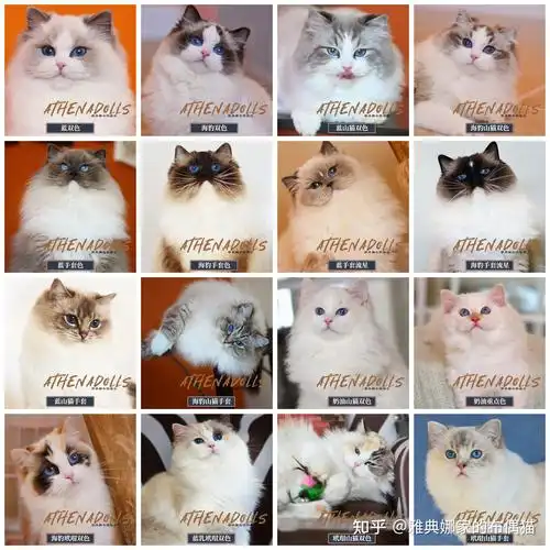 简单易懂的布偶猫花色构成介绍