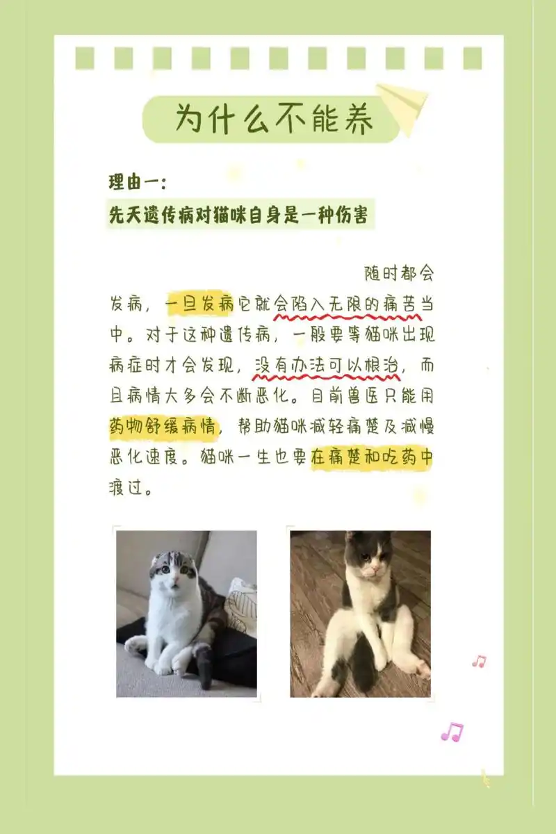 怎么还有人想养折耳猫啊  折耳猫的形态: 根折耳:耳朵完全下折,贴近