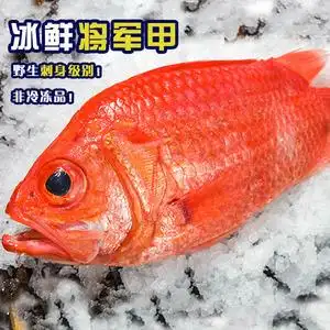 西沙海钓野生深海鱼将军甲鱼冰鲜刺身生鱼片海鲜水产红鰃鳞鱼红鱼