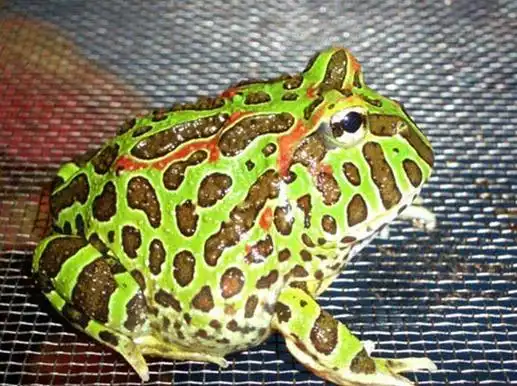 角蛙有哪些品种和颜色?市面上常见角蛙品种介绍