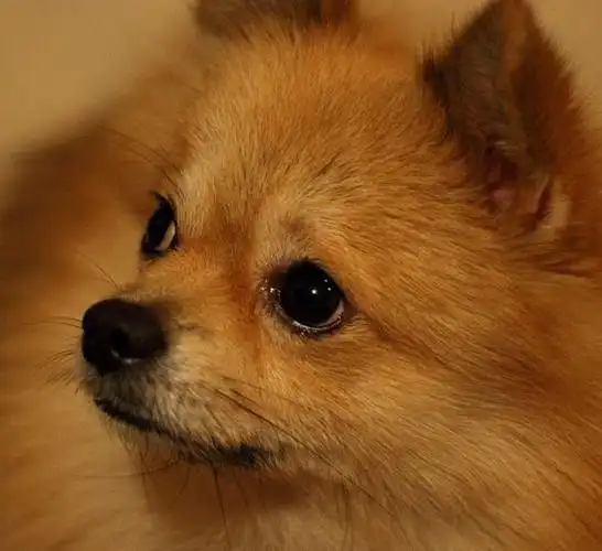 内涵搞笑图:动物界犀利的眼神,瞬间秒杀一切,我被萌呆了!