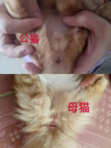 我家猫是公猫还是母猫?y( ˙.