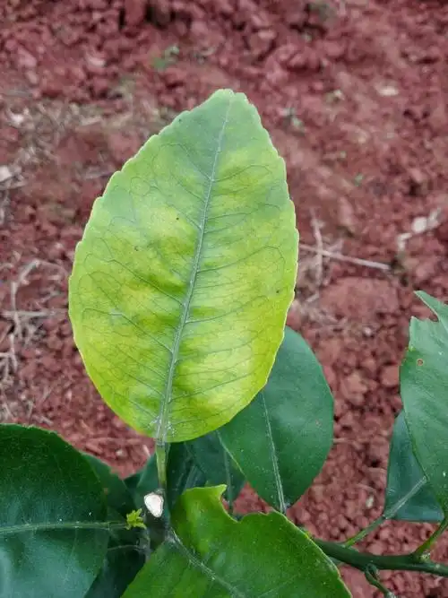 柑橘叶子黄化,什么原因呢?