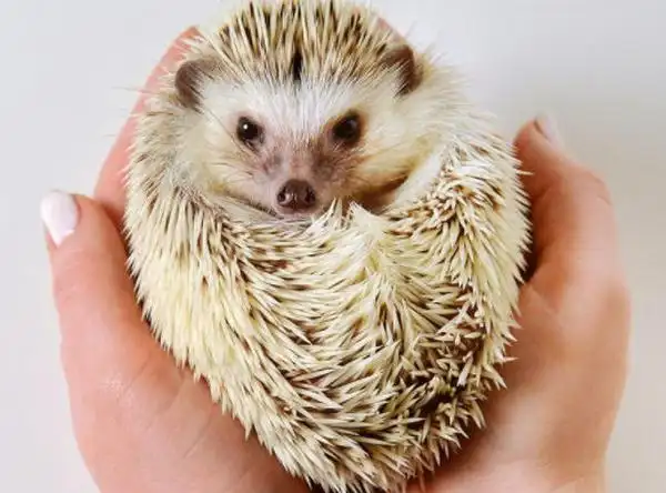 英国迷你宠物刺猬养尊处优喜爱沐浴