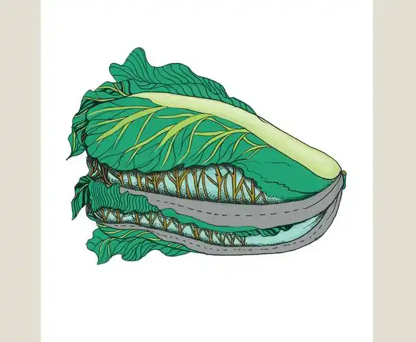 白菜(六)|插画|商业插画|石头小小 - 原创作品 - 站酷 (zcool)