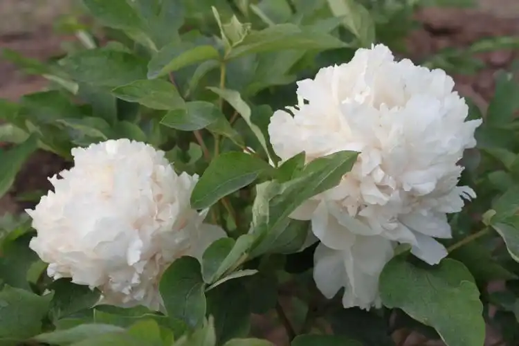 牡丹花认识几种?看后让你大开眼界!