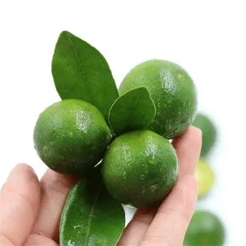 陌本鲜果产地直供 海南青金桔9月上市小青橘子酸爽多汁奶茶店鲜果