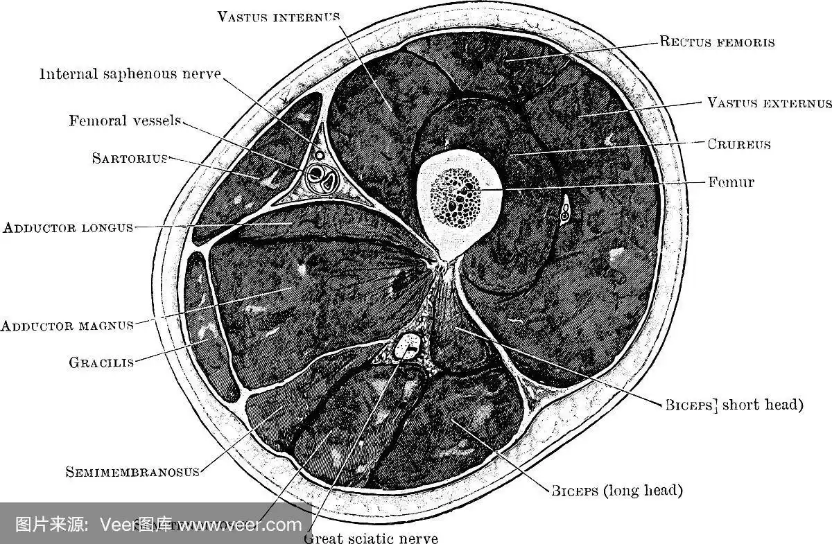 大腿年份的横切面