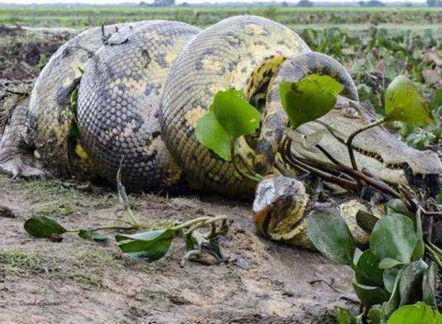 那些可以吞食人类的巨大生物森蚺它们在雨林中是什么地位