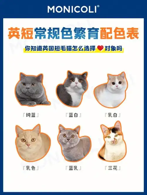 吐血整理82英短常规色繁育配色图谱保存