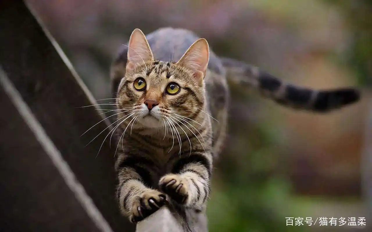 猫咪花色繁多,那么猫咪的性格与花色有没有关系?答案是~有关系