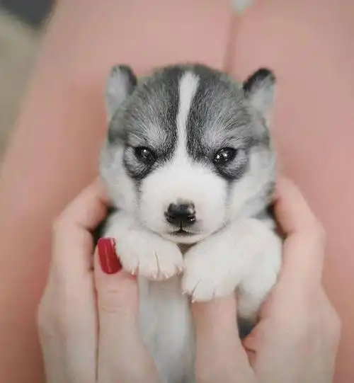 俄罗斯摄影师拍下哈士奇小时候的样子,二哈也有可爱到爆的童年啊