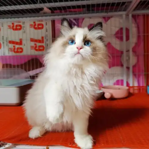 海双 海山蓝双 公母都有 爆毛量简直不要太好看#布偶猫  #布偶猫找家