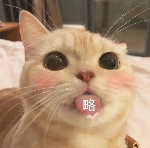 萌宠喵星人略卖萌呆萌可爱gif动图_动态图_表情包下载_soogif