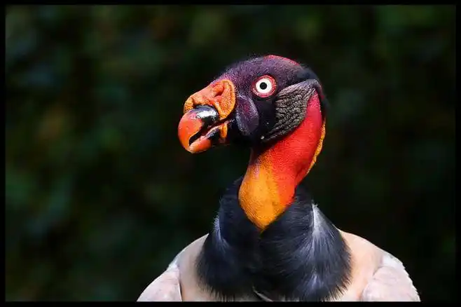 【奇珍异兽】南美洲大型猛禽-王鹫